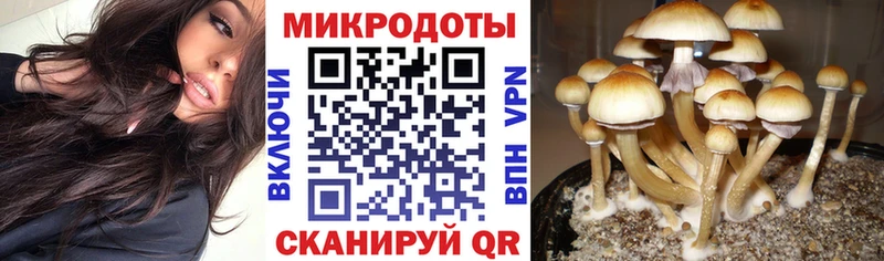 Купить где Заполярный Псилоцибиновые грибы Cubensis